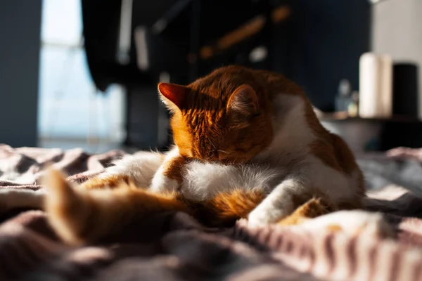 Close Red White Cat Cleaning Tongue She Fur — Stock Photo, Image