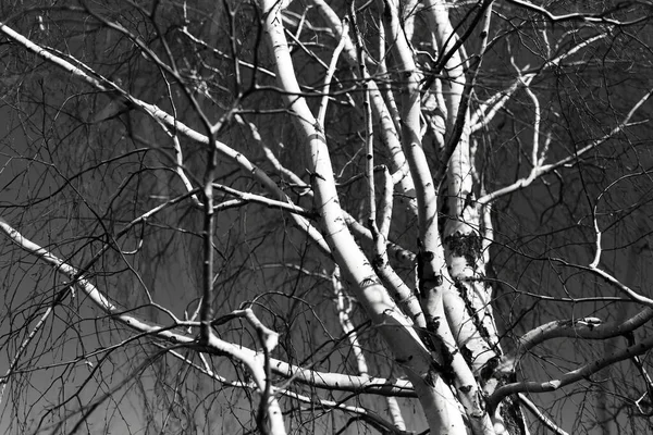 Black White Photo Natural Abstract Background Birch Tree Branches — Stock Photo, Image