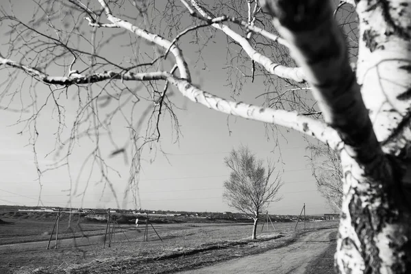 Zwart Wit Landschap Van Berkenboom Buurt Van Landelijke Weg — Stockfoto