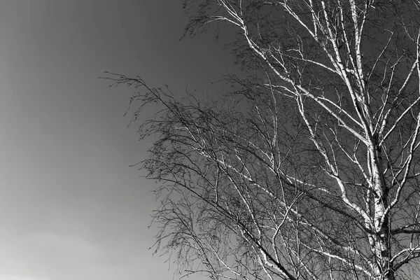 Zwart Wit Foto Natuurlijke Abstracte Achtergrond Van Berkenboomtakken — Stockfoto