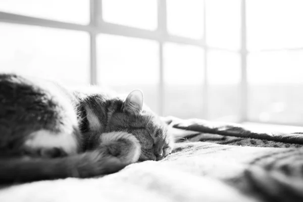 Retrato Preto Branco Gato Dormindo Cama Fundo Janela — Fotografia de Stock