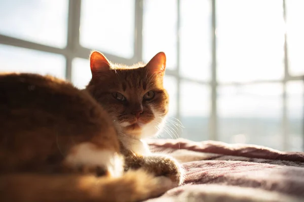 Κοντινό Πλάνο Πορτρέτο Της Κόκκινης Γάτας Ξαπλωμένη Καρό Στο Φόντο — Φωτογραφία Αρχείου