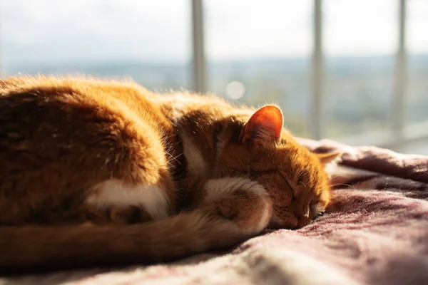 睡在床上的红猫的特写 背景为全景窗 — 图库照片