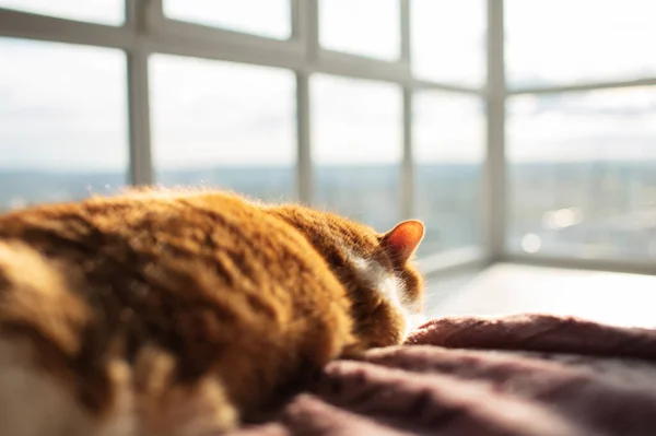 全景窗背景下躺在床上的红猫特写 — 图库照片