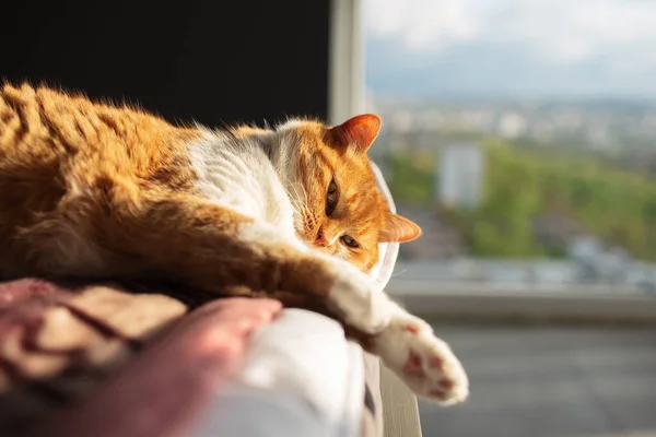 Φουντωτή Κόκκινη Γάτα Ψύξη Στο Κρεβάτι Στο Παρασκήνιο Του Παραθύρου — Φωτογραφία Αρχείου
