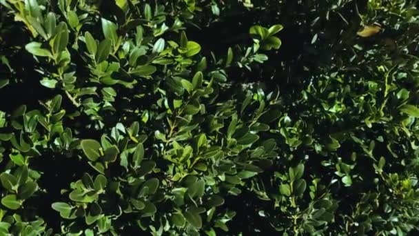 Közelkép Buxus Zöld Bokorról Természetes Absztrakt Texturált Háttér — Stock videók