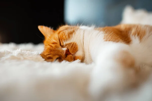 Közelkép Egy Aranyos Piros Fehér Macska Alszik Bolyhos Kockás — Stock Fotó