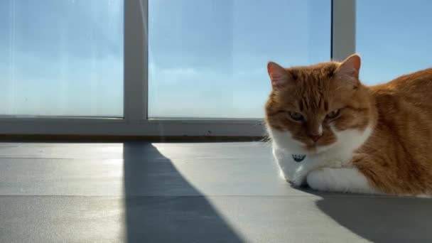 Gatto Bianco Rosso Sdraiato Sul Pavimento Sfondo Finestre Panoramiche Nella — Video Stock