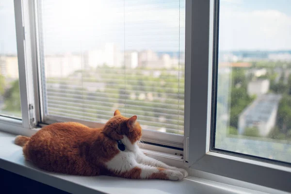 Pencere Pervazında Yatan Dışarı Bakan Kırmızı Beyaz Kedinin Arka Görüntüsü — Stok fotoğraf