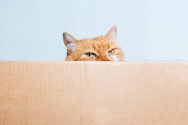 Karton kutuda oyun bekleyen kırmızı-beyaz kedi portresi.