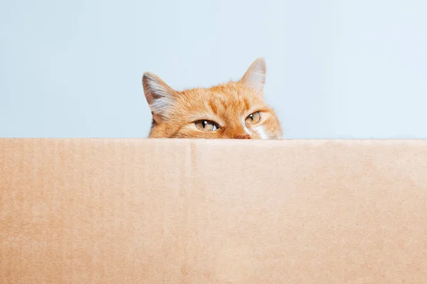 Portrét Červenobílé Hravé Kočky Čekající Hry Kartonové Krabičce — Stock fotografie
