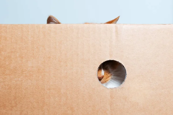 Portrét Červenobílé Zvědavé Kočky Ležící Papírové Krabici — Stock fotografie