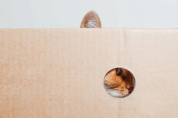 Portrét Červenobílé Zvědavé Kočky Hledící Kulaté Díry Lepenkové Krabice — Stock fotografie