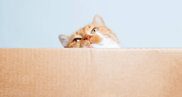 Retrato Gato Juguetón Rojo Blanco Esperando Juegos Caja Cartón — Foto de Stock