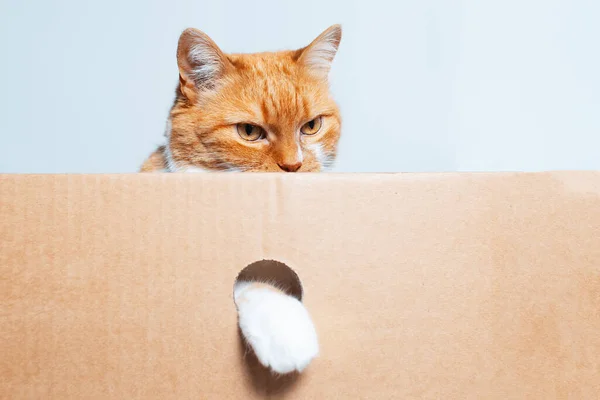 Portrét Červenobílé Hravé Kočky Držící Tlapku Kulaté Díře Lepenkové Krabice — Stock fotografie
