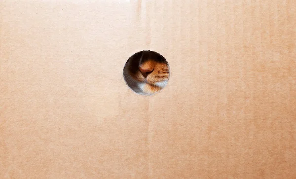 Kırmızı Beyaz Kedi Ağızlık Yakın Çekim Karton Kutu Yuvarlak Bir — Stok fotoğraf