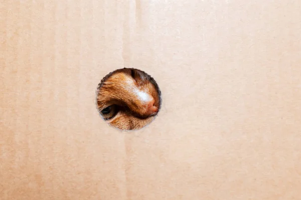 상자의 구멍에서 호기심 고양이의 — 스톡 사진