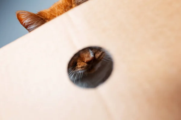 골판지 솜털붉은 고양이의 — 스톡 사진