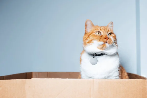 段ボール箱の中に座って上を見上げる赤白い猫の肖像画 — ストック写真
