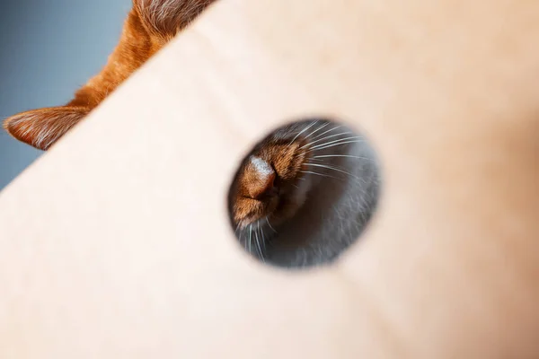 Retrato Cerca Del Gato Mullido Rojo Blanco Detrás Caja Cartón —  Fotos de Stock