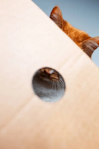 Detailní Portrét Načechrané Červenobílé Kočky Lepenkovou Krabicí — Stock fotografie