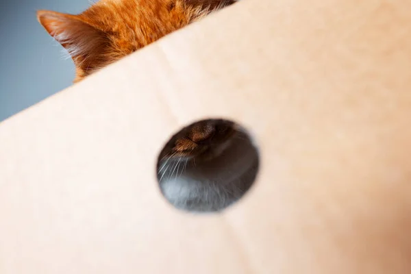 Retrato Cerca Del Gato Mullido Rojo Blanco Detrás Caja Cartón —  Fotos de Stock