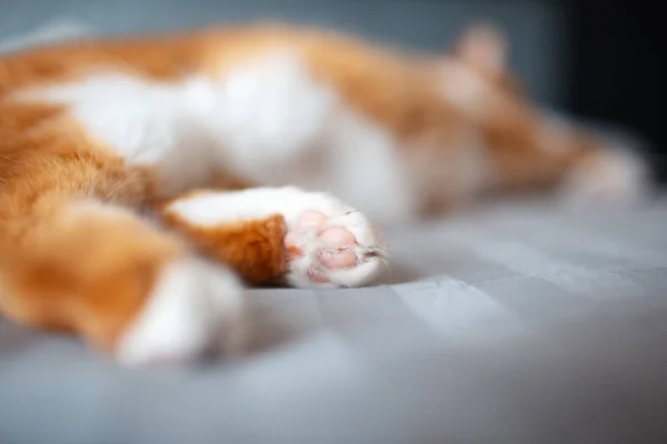 Närbild Tassar Röd Vit Katt Liggande Sängen — Stockfoto