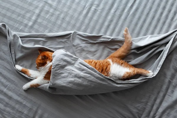 Bovenaanzicht Van Schattige Rood Witte Kat Liggend Bed Onder Grijze — Stockfoto
