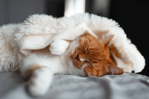 Close Gato Vermelho Branco Bonito Dormindo Sob Cobertor Quente Cama — Fotografia de Stock