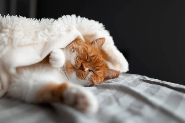 Primer Plano Lindo Gato Rojo Blanco Durmiendo Bajo Una Manta —  Fotos de Stock