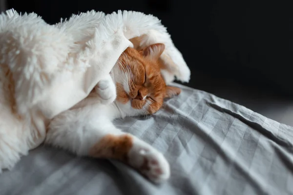 Primer Plano Lindo Gato Rojo Blanco Durmiendo Bajo Una Manta —  Fotos de Stock