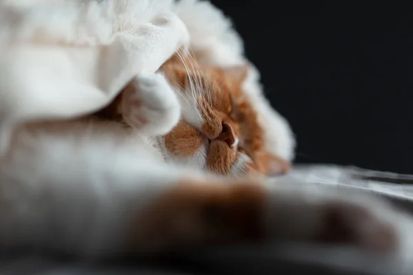Sıcak Battaniyenin Altında Uyuyan Kırmızı Beyaz Kedinin Yakın Çekimi — Stok fotoğraf