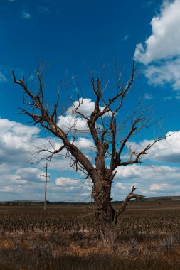Mavi bulutlu gökyüzünün arka planında eski kuru ağacın manzarası.