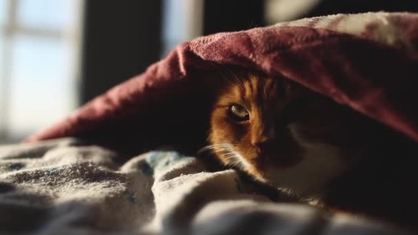 Zbliżenie Czerwono Białe Kaganiec Kot Pod Ciepłą Kratę Łóżku — Wideo stockowe