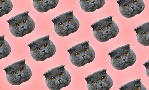 Pattern of british cat faces with on pastel pink color. Contemporary artwork.