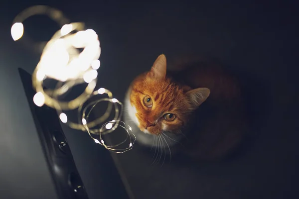 Rot Weiße Katze Blickt Auf Glühende Girlanden Nachtfoto Nahaufnahme Von — Stockfoto