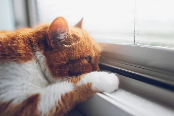 Gato Branco Vermelho Deitado Parapeito Janela Vista Perto Olhando Através — Fotografia de Stock