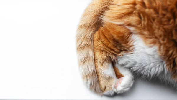 Close Top View Red Cat Paws White Background Copy Space — 图库照片