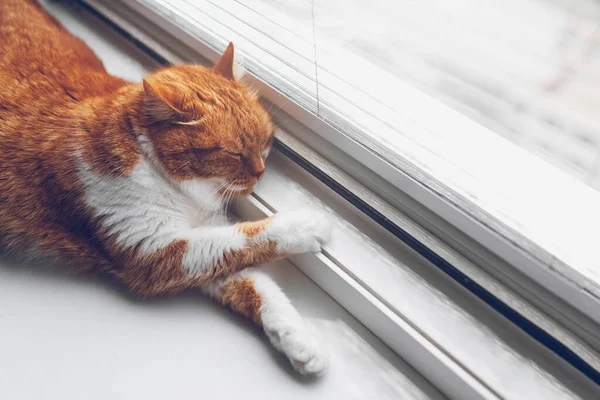 Red White Cat Sleeping Windowsill Close Top View — Photo