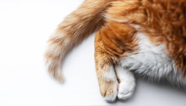 Beyaz arkaplanda kırmızı kedi patilerinin üst görüntüsü.