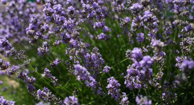 Lavanta çiçeklerinin doğal arka planı.
