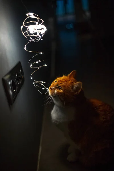 Gato Branco Vermelho Olhando Para Guirlandas Brilhantes Foto Nocturna Vista — Fotografia de Stock