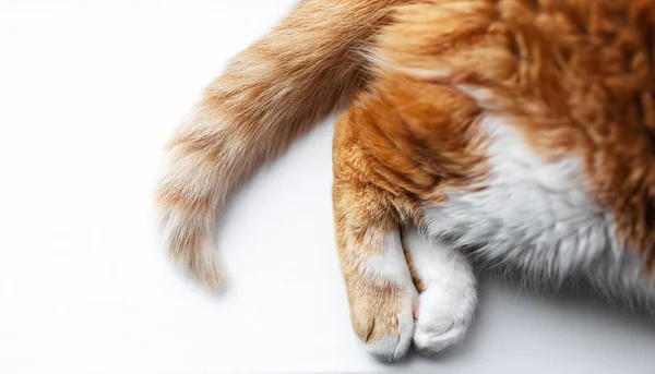 Close Top View Red Cat Paws White Background — ストック写真