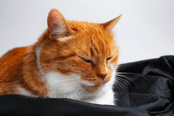 Portrait Sweet Red White Cat Chilling Black Studio Reflector — Stok fotoğraf
