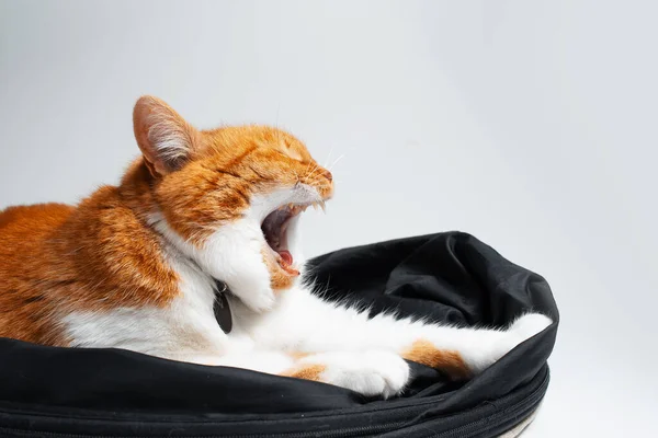 Portrait Sweet Funny Red White Cat Yawning Lying Black Studio — 스톡 사진