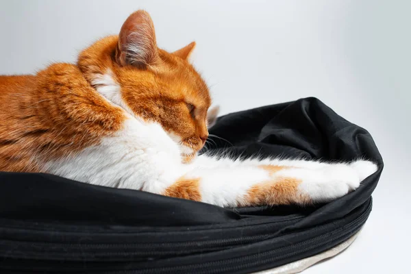 Portrait Adorable Funny Red White Cat Chilling Black Studio Reflector — Fotografia de Stock