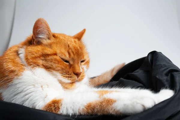 Portrait Cute Funny Red White Cat Chilling Blanket — Stock Fotó