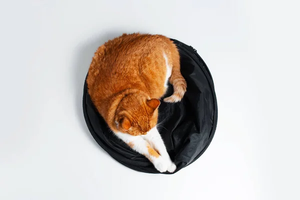 Top View Portrait Sweet Red White Cat Chilling Black Studio — Foto de Stock