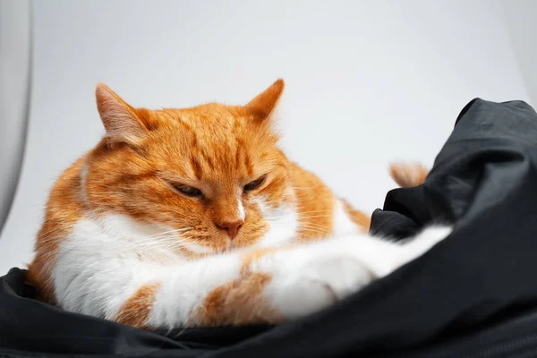 Portrait Adorable Funny Red White Cat Chilling Blanket — Stock fotografie