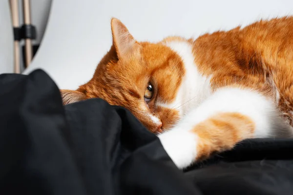 Portrait of adorable red and white cat, taking nap with one eye opened.